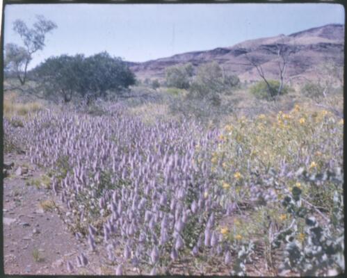 [Wild flowers of purple and yellow, 2] [transparency] / [Frank Hurley]