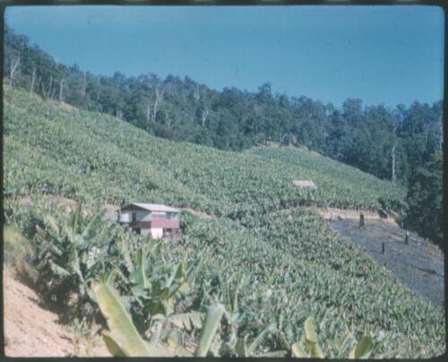 [View of  banana plantation with house in the middle] [transparency] / [Frank Hurley]