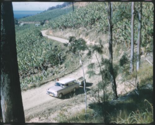 [Unidentified man getting out of the car parked near banana plantation] [transparency] / [Frank Hurley]