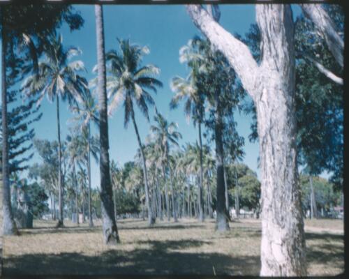 [Tropical scenery with coconut trees] [transparency] / [Frank Hurley]