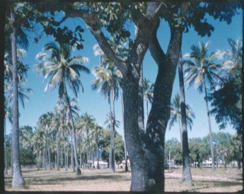 [View of a big tree and a building surrounded by coconut trees] [transparency] / [Frank Hurley]