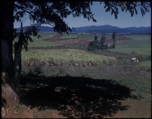 [Long distance view of sugar cane fields, with tree in foreground, Northern Queensland, 1] [transparency] / [Frank Hurley]