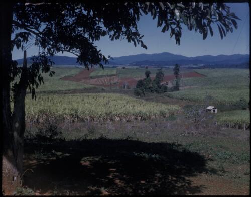 [Long distance view of sugar cane fields, with tree in foreground, Northern Queensland, 2] [transparency] / [Frank Hurley]