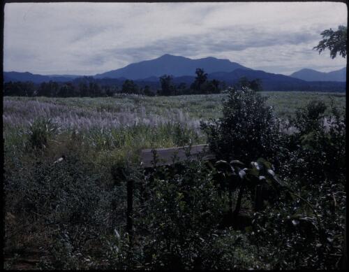 [Sugar cane fields, with mountains in background, Northern Queensland, 1] [transparency] / [Frank Hurley]