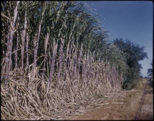 [Sugar cane fields, with light railway lines on right side of image, Northern Queensland] [transparency] / [Frank Hurley]