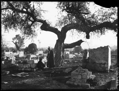 [Two figures, a man and a boy, under a tree, with a building in the background] [picture] : [Cairo, Egypt or Israel, World War II] / [Frank Hurley]