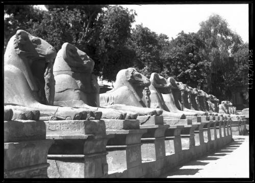 Part of Avenue of ram headed Sphinxes heading to the gateway of the great Temple of Amen-Ra [picture] : [Egypt, World War II] / [Frank Hurley]