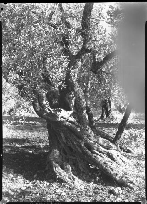 Old olive tree [picture] / [Frank Hurley]