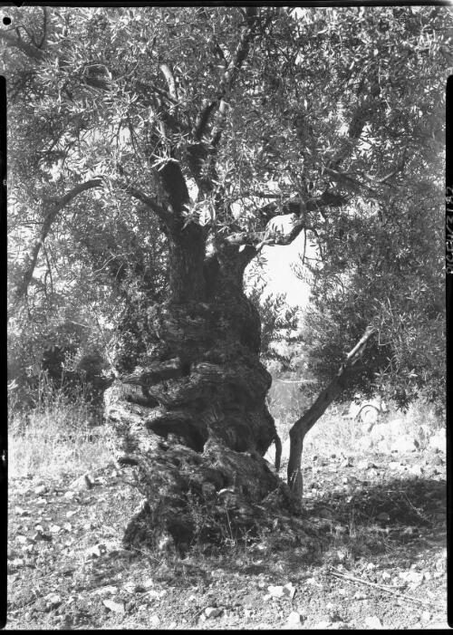 Olive trees [1] [picture] / [Frank Hurley]