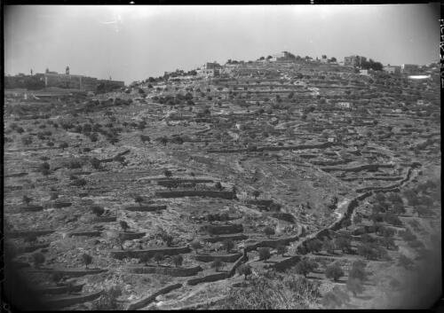 [Typical Judean hill side with stony terrace and olive trees, Bethlehem, ca. 1942] [picture] / [Frank Hurley]