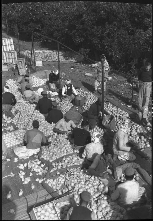[Grading and packing oranges in an orchard south of Jaffa, 2] [picture] / [Frank Hurley]
