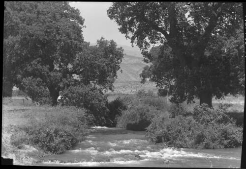 A glimpse at the headwaters of the Jordan near Dan, far Nth Palestine [picture] / [Frank Hurley]