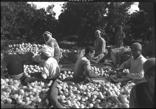 [Grading and packing oranges in an orchard south of Jaffa, 4] [picture] / [Frank Hurley]