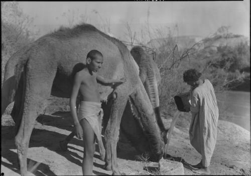 [Two boys watering two camels] [picture] / [Frank Hurley]