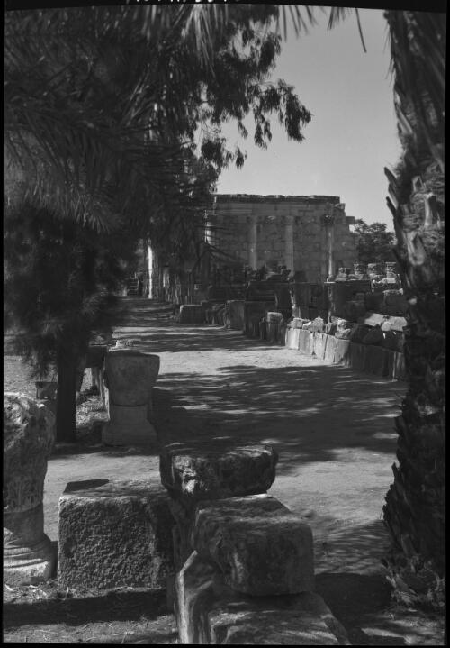 Capharnaum [synagogue in middle-ground with palm tree in foreground] [picture] / [Frank Hurley]