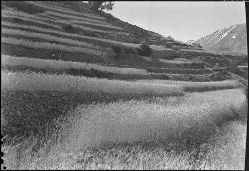 [Wheatgrowing in the Lebanons, near Becharre] [picture] : [Lebanon, World War II] / [Frank Hurley]