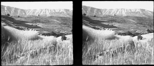 Wheatfield in Lebanons near Becharre [picture] : [Lebanon, World War II] / [Frank Hurley]