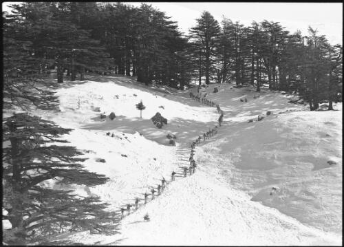 Various shots taken up around the Cedars of Lebanon   [men walking in single file carrying skis surrounded by Cedars] [picture] : [Lebanon, World War II] / [Frank Hurley]