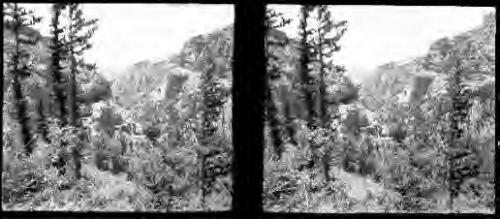 In valley below Cedars-Lebanons [picture] : [Lebanon, World War II] / [Frank Hurley]