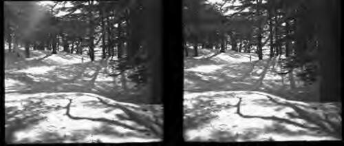 Cedars of Lebanon [cedars, snow and figure] [picture] : [Lebanon, World War II] / [Frank Hurley]