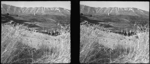 Terraced wheatfields Lebanons [picture] : [Lebanon, World War II] / [Frank Hurley]
