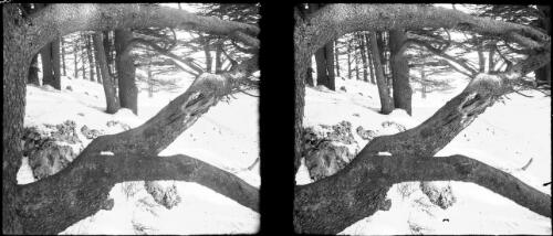 Cedars [close up of a cedar bough with rocks, cedars and snow behind] [picture] : [Lebanon, World War II] / [Frank Hurley]