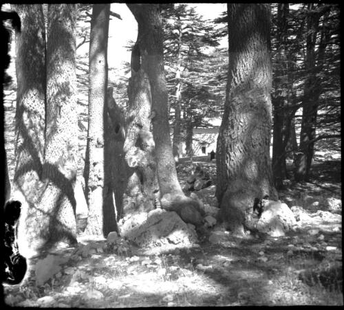 [Grove of cedars, Cedars, Lebanons] [picture] : [Lebanon, World War II] / [Frank Hurley]