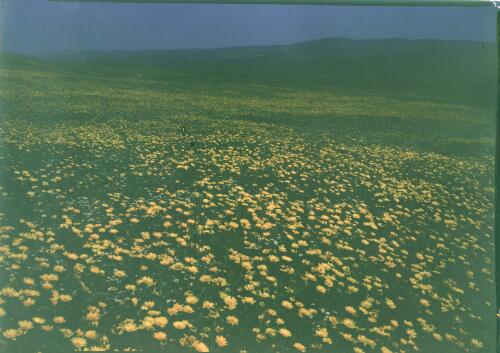 [Field of yellow flowers, Baalbek] [transparency] : [Lebanon, World War II] / [Frank Hurley]