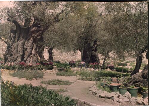 [Walled flower garden in Baalbek] [picture] : [Lebanon, World War II] / [Frank Hurley]