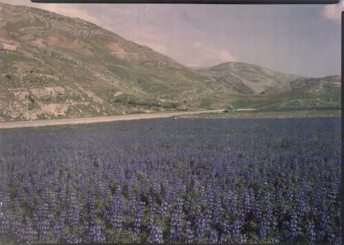 [Field of purple flowers with jeep and hills in distance, Baalbek] [transparency] : [Lebanon, World War II] / [Frank Hurley]