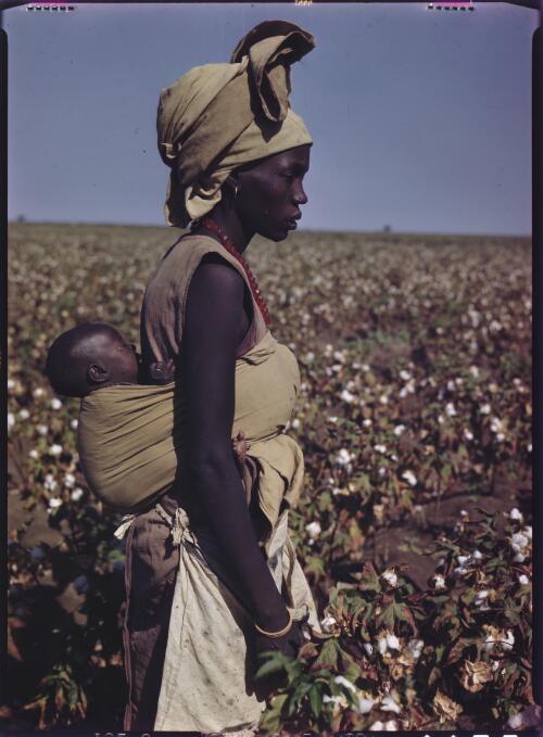 Cotton picking, Gezina plantation & nomads [transparency] : [Sudan, 1940's] / [Frank Hurley]