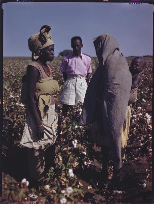 Cotton picking, Gezina plantation & nomads [two women with babies and man behind] [transparency] : [Sudan, 1940's] / [Frank Hurley]
