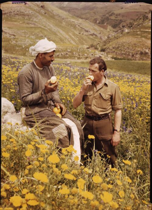 Two men eating oranges in a field of flowers, one a local the other in western dress, Sudan, 1940's [picture] / [Frank Hurley]