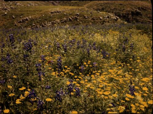 [Field of purple, yellow and red flowers] [transparency] : [Sudan, 1940's] / [Frank Hurley]