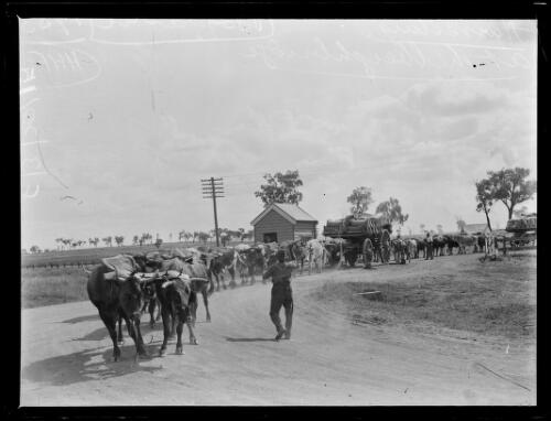 Cattle and wagon travelling along a road, harvesting at the weighbridge, Boggabri, New South Wales, 1933 [picture]
