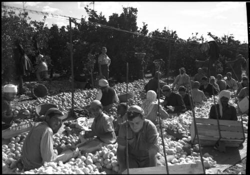 [Grading & wrapping fruit for export, Jaffa] [picture] : [Jordan] / [Frank Hurley]