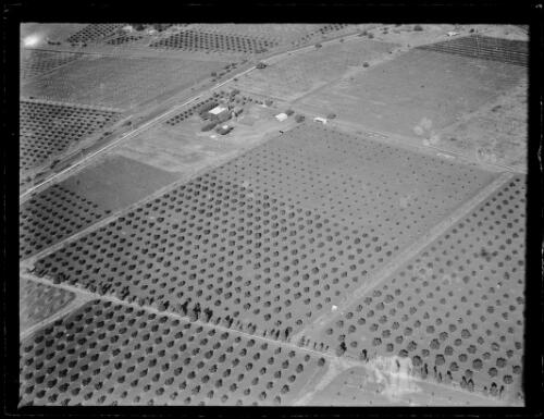 Aerial view of an orange orchard, Leeton, New South Wales, ca. 1930s [picture]