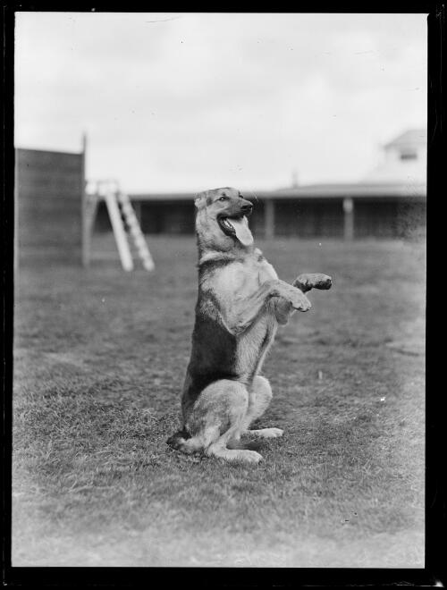 Police dog Tess sitting on her hind legs on grass, New South Wales, 5 July 1933 [picture]