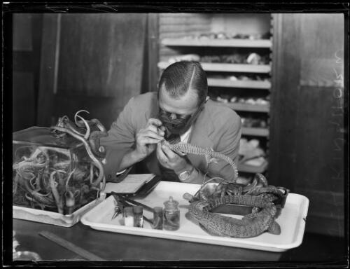 Herpetologist and ornithologist Mr J. R. Kinghorn sitting at a desk at the Australian Museum, New South Wales, 8 August 1933 [picture]