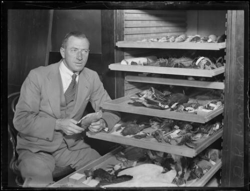 Herpetologist and ornithologist Mr J. R. Kinghorn sitting next to shelves of insects and  birds in the Australian Museum, New South Wales, 8 August 1933 [picture]
