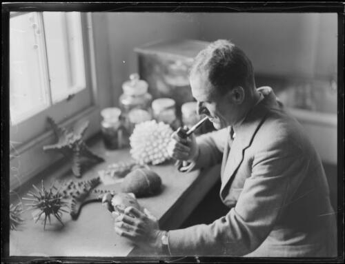 Marine zoologist Mr F.A. McNeil examining specimens whilst smoking a pipe at a desk at the Australian Museum, New South Wales, 3 August 1933 [picture]