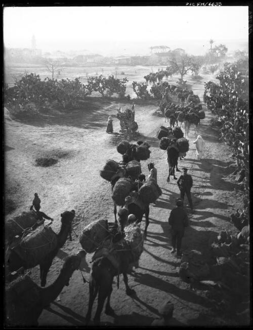[A scene familiar to men of the second A.I.F.,  a camel train] [picture] / [Frank Hurley]