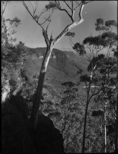 [Vertical view through trees to mountains] [picture] : [Blue Mountains, New South Wales] / [Frank Hurley]