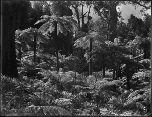 Tree Ferns Mt Wilson, horizontal [picture] : [Blue Mountains, New South Wales] / [Frank Hurley]