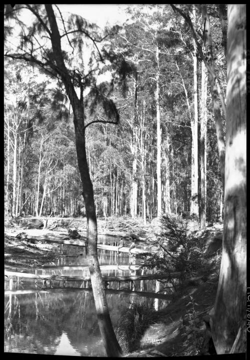 Two youths sitting on fallen tree, Blue Gum Forest, Grose Valley, Blue Mountains, New South Wales, 1 [picture] / Frank Hurley