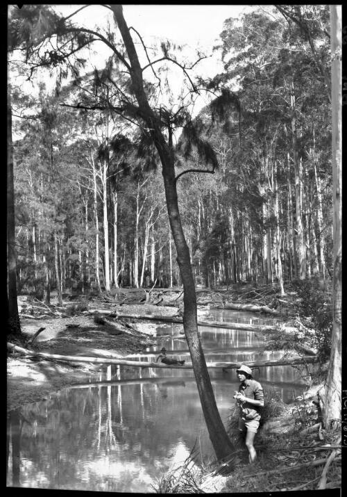 Blue Gum Forest valley of Grose Blackheath] [showing man with camera and woman sitting on fallen log] [picture] : [Blue Mountains, New South Wales] / [Frank Hurley]