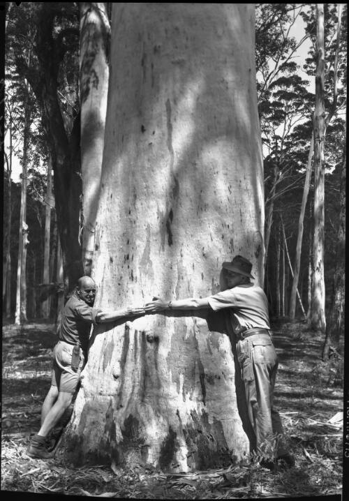Blue Gum Forest [men with arms around girth of huge tree] [picture] : [Blue Mountains, New South Wales] / [Frank Hurley]