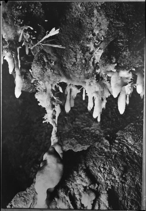 An early stage of a formation, already many years old [picture] : [Jenolan Caves, New South Wales] / [Frank Hurley]