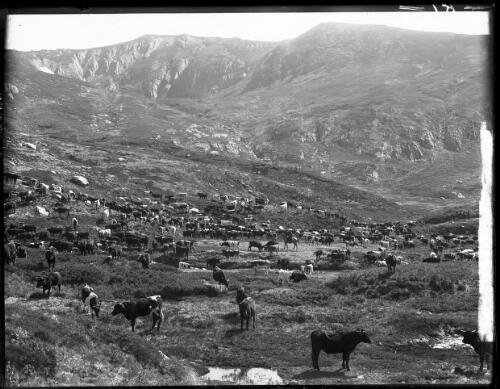 Summertime shores of Blue Lake [picture] : [Kosciuszko, New South Wales] / [Frank Hurley]