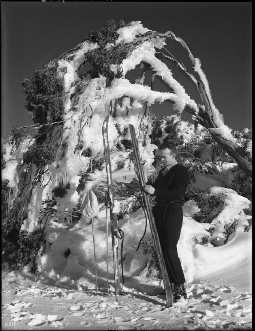 Figure waxing ski, same tree [picture] : [Kosciuszko, New South Wales] / [Frank Hurley]